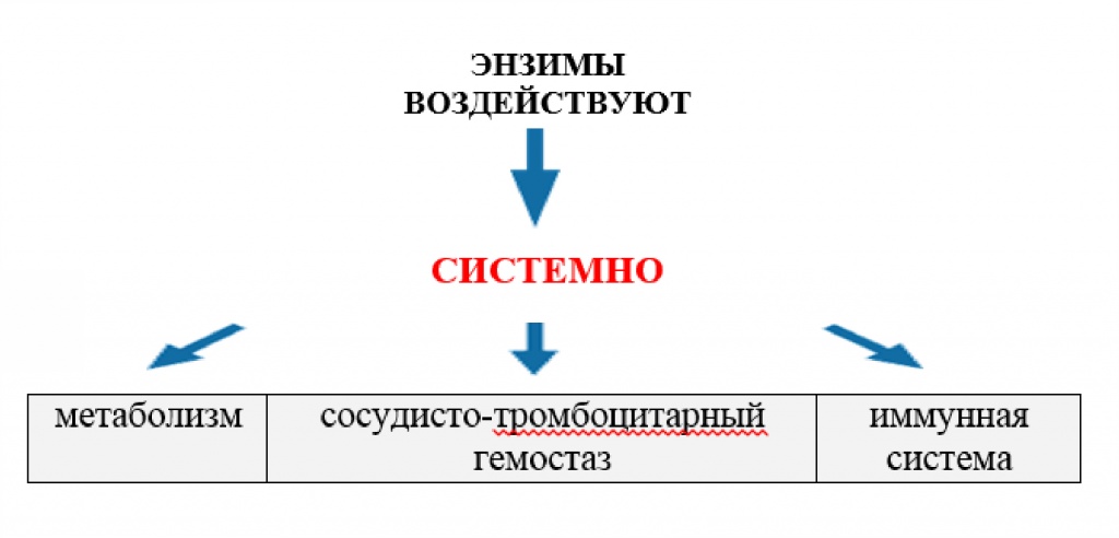 Создатель энзимов москва. Системные энзимы. Системная энзимотерапия. Энзимотерапия.